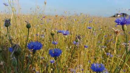 blue cornflowers in the field
