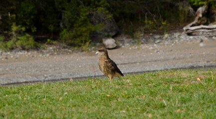 Chimango caracara in the grass with its brown feathers and agueline beak