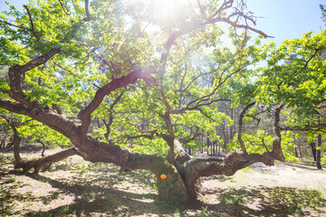 Big oak