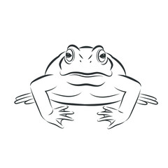  Vector of toad,front image design Isolated on the white background. Amphibian. Animal. Frog Icon. logo.