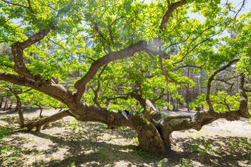 Girl on oak tree