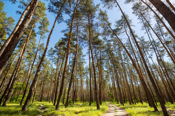 Road in the forest