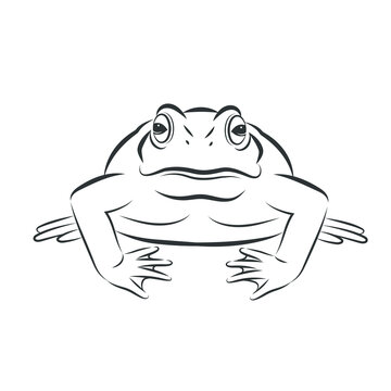  Vector of toad,front image design Isolated on the white background. Amphibian. Animal. Frog Icon. logo.