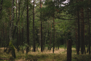 forest in the morning, Kurshskaya Kosa, Kaliningrad