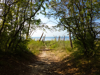 Fototapeta premium sunset in the forest