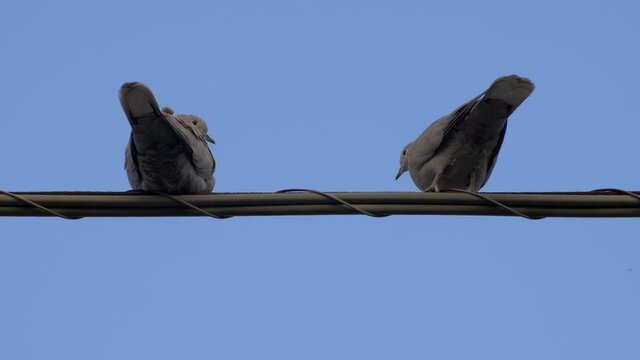Close up Two beautiful turtle doves on the thread of light. Video 4K