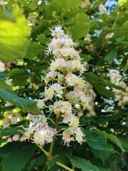 flowers in the garden