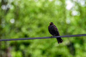 Blackbird sitting on wire