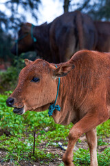 Close-up of a herd of buffalo feeding by the sea, old cow and calf