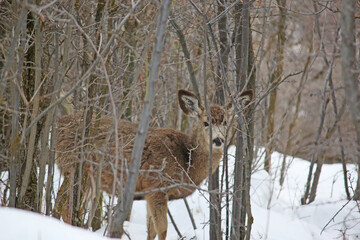 Mule deer in woods in winter