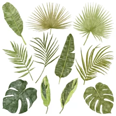 Fotobehang Tropische bladeren Summer tropical exotic green palm and banana leaves  