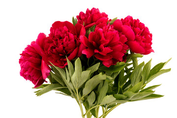 Peony flower closeup isolated on white background