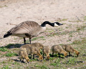 Naklejka na ściany i meble Canada Goose Photo. Canadian Goose adult and baby gosling close-up profile view eating on grass in their environment and habitat with blur sand background. Image. Picture. Portrait.