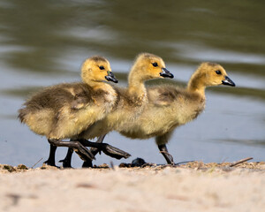 Canada Goose Photo. Gosling close-up profile view marching on sand in its environment and habitat with blur water background. Canada Goose Gosling Image. Three baby birds. Picture. Portrait.