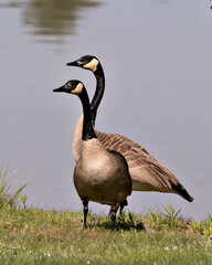 Canada Goose Photo. Canadian Geese couple close-up profile view with a blur blue water background in their habitat and environment, looking to the left.  Picture. Portrait.
