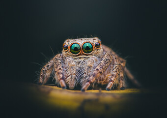 Closeup of a Jumping Spider