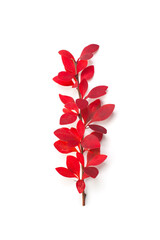 Autumn concept. Autumn red tree twig branch with fall leaves on white background