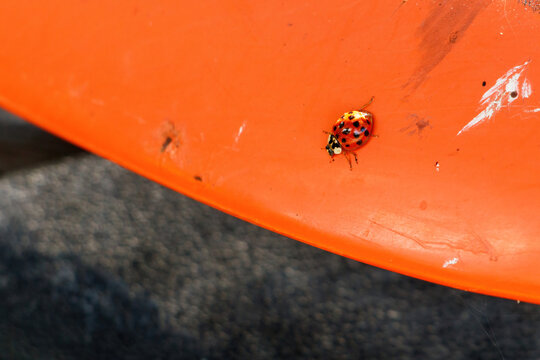 ladybug on a Halloween colored ledge 