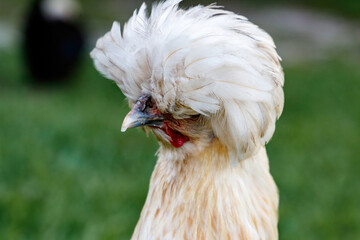 Buff Silkie Bantam Chicken hen in a backyard farm in Loxahatchee Florida in Palm Beach near Miami - Dade, Broward, Fort Lauderdale and the Everglades.  
