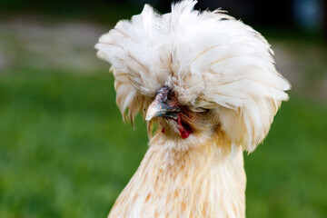 Buff Silkie Bantam Chicken hen in a backyard farm in Loxahatchee Florida in Palm Beach near Miami - Dade, Broward, Fort Lauderdale and the Everglades.  