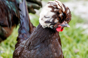 White Crested Black Polish Bantam Chicken hen in a backyard farm in Loxahatchee Florida in Palm...
