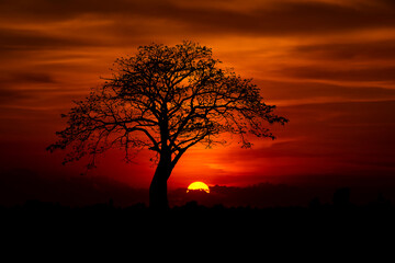Sun behind dark tree and sunset in tropical forest,Thailand,ASIA.