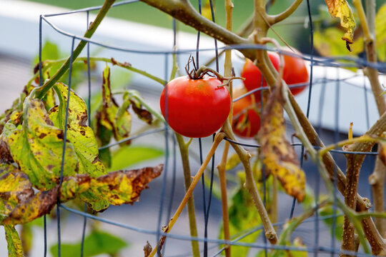 Red ripe and green tomato growing on a vine on metal chicken wire inside of a backyard patio greenhouse up close with blurred background ready to pick and fry for fried green tomatoes or pasta sauce 