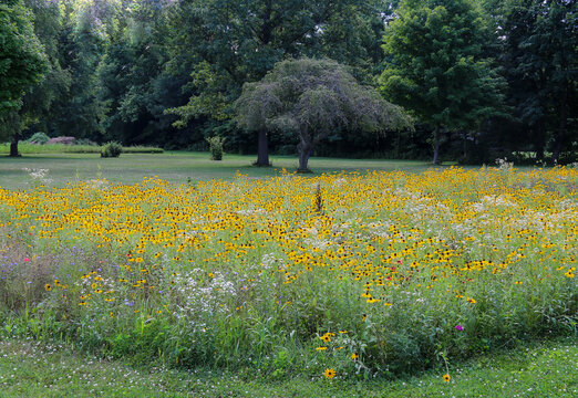 large group of blooming yellow wild flowers growing in a rural grassland field backyard