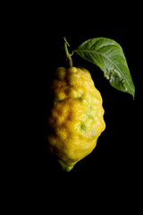 citron à feuille sur fond noir