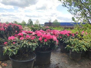 Garden center. Garden shop. Sale of plants, trees and flowers. Variety of plants, trees and flowers
