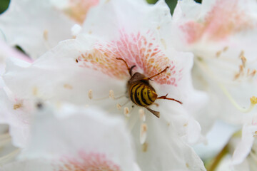 Bee in the Rhododendron