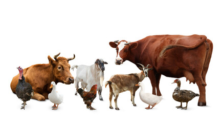 Group of different farm animals on white background