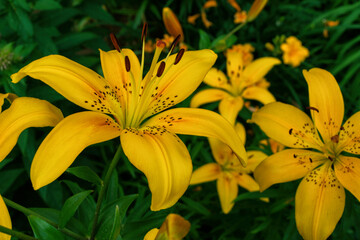 Yellow flowers Lily (Latin: Lilium) closeup. Selective focus. Soft blurry background.