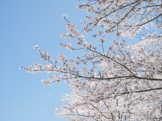 cherry tree blossom