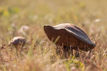 Big fat brown mushroom in the field