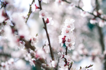 Beautiful branches of white blossoms on the tree. Nature spring background.