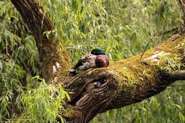 Duck resting on a fallen mossy trunk

