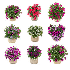 set of bouquets of petunias isolated on white background