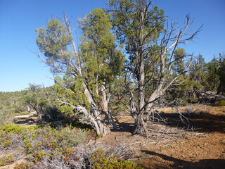pine tree in the desert