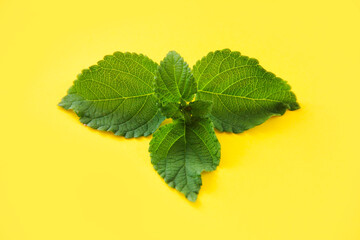 green plant leaves on a yellow background