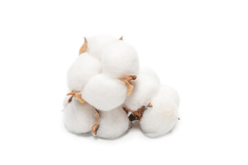 Cotton flower branch isolated on white background.