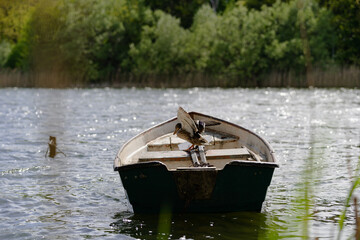 kaczka siedząca na łódce - obrazy, fototapety, plakaty