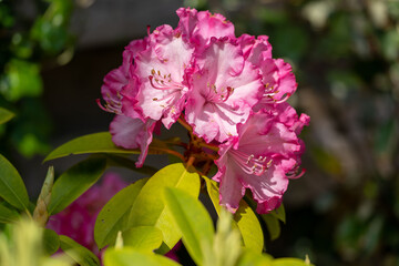 Rhododendron