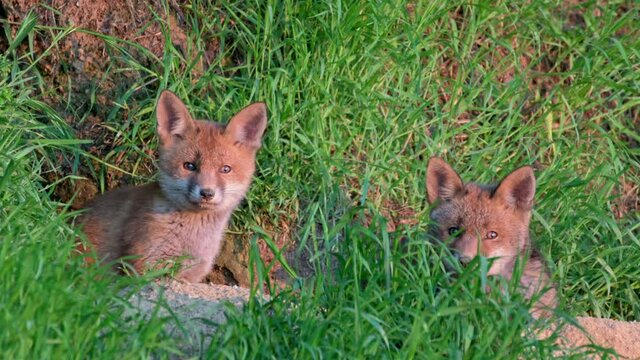 red fox (Vulpes vulpes), two fox puppies in front of their den, Heinsberg, North Rhine-Westphalia, Germany