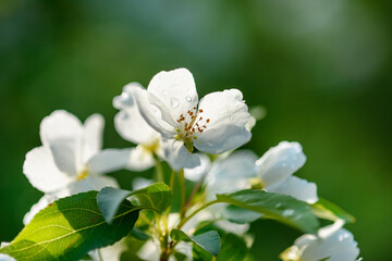 Apple tree branch with white flowers in spring in the sunlight
