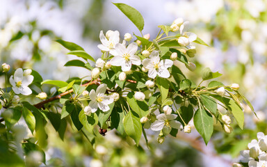 Apple tree branch with white flowers in spring in the sunlight