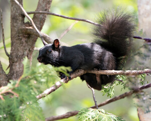 Squirrel Stock Photo.  Close-up profile view standing on a branch tree with a blur background displaying its black fur, paws, bushy tail, in its habitat and environment. Image. Picture. Portrait.