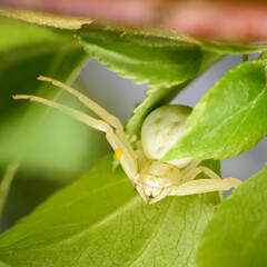 yellow spider crab sitting on a green leaf close-up