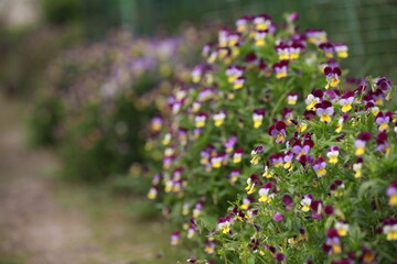 Obraz premium field of flowers