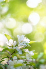 Obraz premium Apple tree branch with white flowers in spring in the sunlight